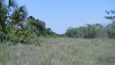 Veredas - O Coração do Cerrado